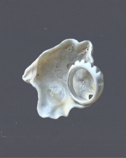 Concha Ring